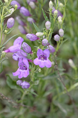 Penstemon platyphyllus