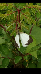 Leptophobia aripa