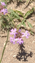 Glandularia tenera