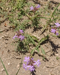 Glandularia tenera