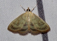 Crocidophora tuberculalis