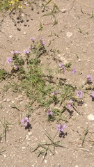 Glandularia tenera