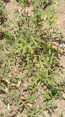 Glandularia tenera