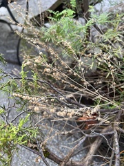 Veronica urticifolia