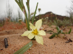 Moraea flaccida