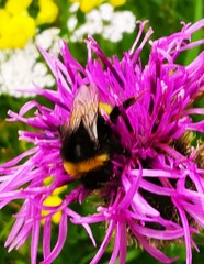 Bombus terrestris
