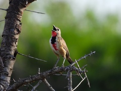 Rhodophoneus cruentus