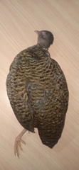 Galloperdix spadicea