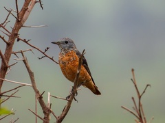 Monticola saxatilis