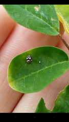 Psyllobora confluens