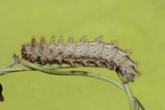 Zerynthia rumina rumina