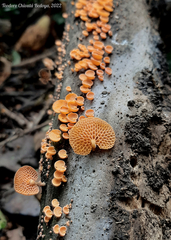 Favolaschia calocera