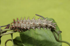 Zerynthia rumina rumina