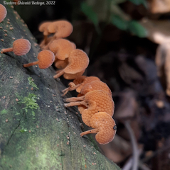 Favolaschia calocera