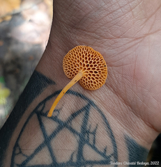 Favolaschia calocera