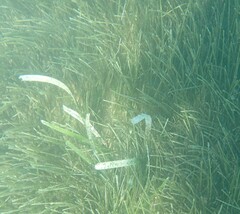 Syringodium filiforme