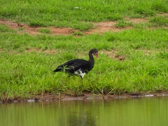 Plectropterus gambensis