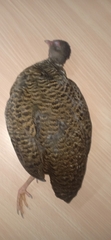 Galloperdix spadicea