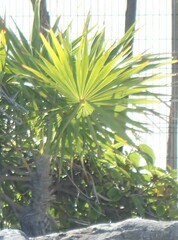 Thrinax radiata