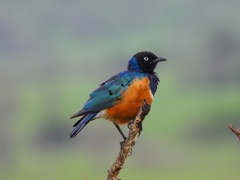 Lamprotornis superbus