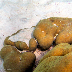 Halichoeres bivittatus