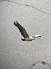 Pelecanus philippensis