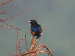 Lamprotornis superbus