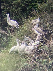 Pelecanus philippensis