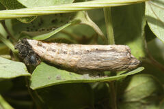 Zerynthia rumina rumina