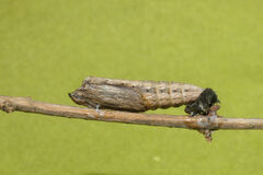 Zerynthia rumina rumina