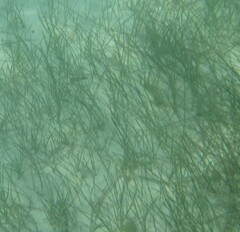 Syringodium filiforme