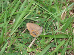 Neonympha areolatus