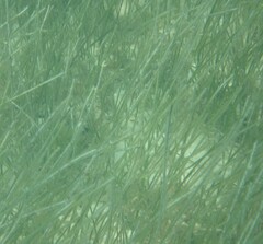 Syringodium filiforme