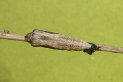 Zerynthia rumina rumina