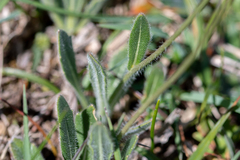 Biscutella laevigata