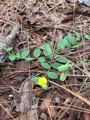 Crotalaria rotundifolia