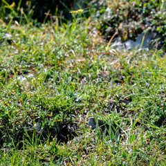 Biscutella laevigata