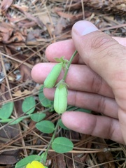 Crotalaria rotundifolia