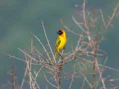 Ploceus vitellinus