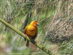 Ploceus castaneiceps