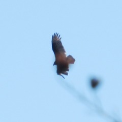 Cathartes aura septentrionalis