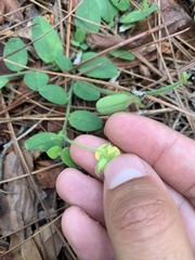 Crotalaria rotundifolia