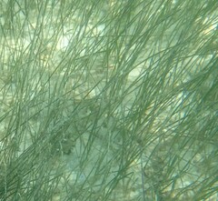 Syringodium filiforme