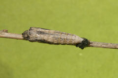 Zerynthia rumina rumina