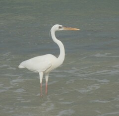 Ardea herodias occidentalis