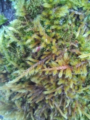 Hypnum cupressiforme