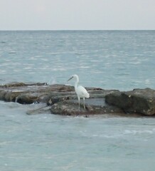 Ardea herodias occidentalis