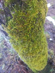 Hypnum cupressiforme