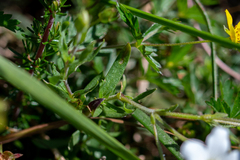 Arenaria montana