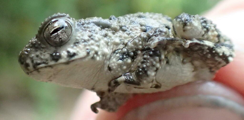 Lubukbasung Toad (Duttaphrynus totol)